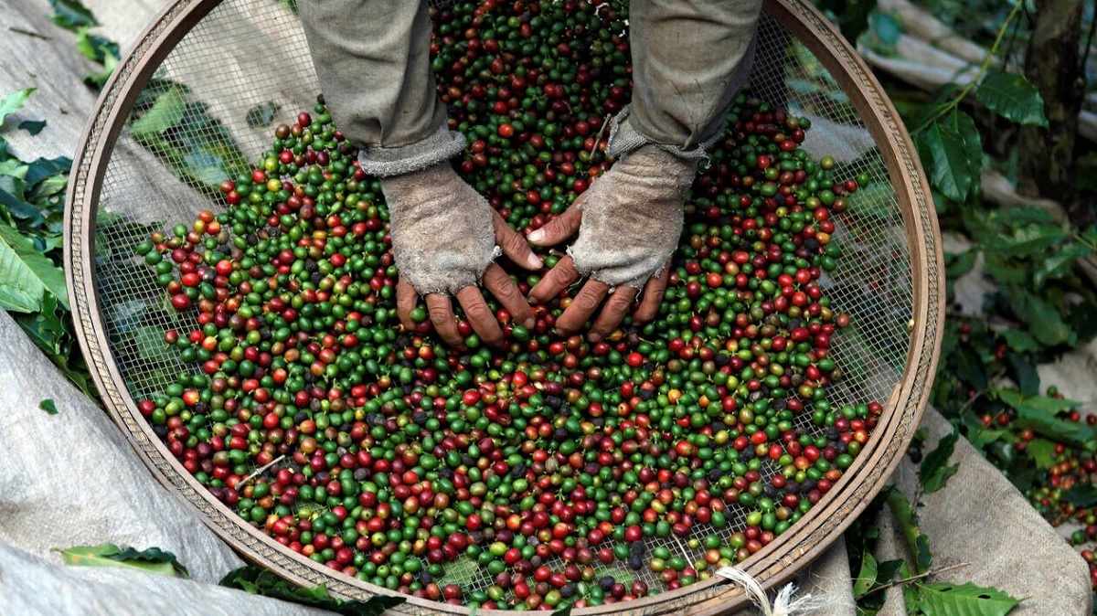 En 2050 le café pourrait disparaître et pourquoi les scientifiques tirent la sonnette d’alarme